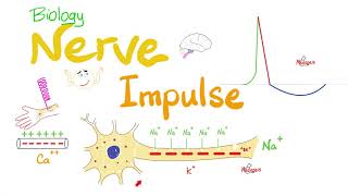 Nerve Action Potential  Saltatory Conduction  CNS Physiology [upl. by Annahsad203]