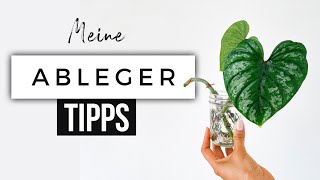 Meine BESTEN Tipps für ABLEGER ‼️ Was macht jeder falsch und welche Schritte sind Pflicht 💯🪴 [upl. by Neerol]