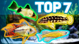 MY TOP 7 BEST AQUARIUM FISH FOR 20 GALLON AQUARIUMS [upl. by Alisen]