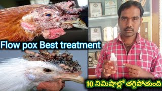 Best treatment for flow pox diseaseకోడికి అమ్మవారు పోస్తే ఏం చేయాలి కోళ్లకు ఫౌల్ పాక్స్ [upl. by Riamo]