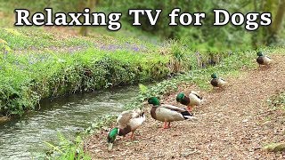 Relax Your Dog TV  8 Hours of Relaxing TV for Dogs at The Babbling Brook ✅ [upl. by Rollo616]