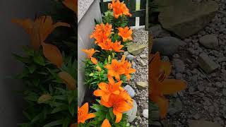 Orange Lilies and Pigeon amp Seagulls Noise beautiful nature flowers shorts [upl. by Jeddy]