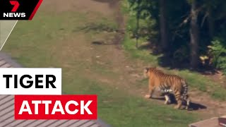 Woman mauled by tiger on the Gold Coast  7NEWS [upl. by Elleon]