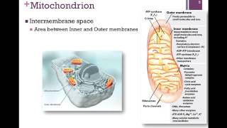 106Mitochondrial Transport [upl. by Missy]