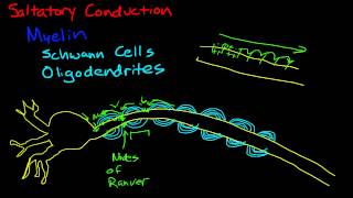 The Nervous System Part 2  Action Potential Crash Course Anatomy amp Physiology 9 [upl. by Harraf707]