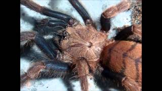 Tarantula Picture Collection Video 5 feat my own musictracks [upl. by Lebbie]