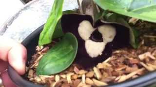 GROWING WILD GINGERS IN POTS  PANDA GINGER ASARUM MAXIMUM [upl. by Yelkcub925]