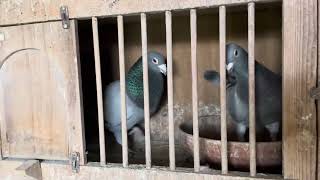 Pigeon Breeding Mating Aggressive Cocks Easy Simple Fantastic Mating stay mated [upl. by Sidnal]