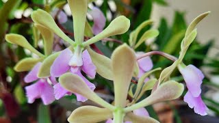 Encyclia orchid care Epy Serena ONeill Epi Mabel Kanda x Enc Cordigera [upl. by Eyssej]