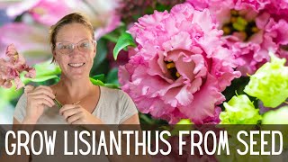 Growing Lisianthus  An Easy How To Guide 🌺🌺🌺  Growing Lisianthus From Seed  Cut Flower Garden [upl. by Rekab536]