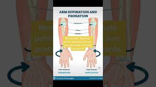 Supination vs pronation Mnemonic [upl. by Yorker]