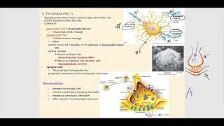 Lecture Video 3 Nervous Tissue [upl. by Ahsenauj]