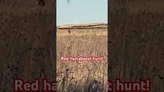 Red Hartebeest hunt hunting [upl. by Wan]