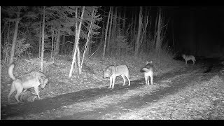 Violent Sasquatch Attack Trail Camera April 7th 2024 Be advised [upl. by Agiaf40]