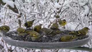 Čížek lesní Carduelis spinus Eurasian Siskin [upl. by Aeriela]