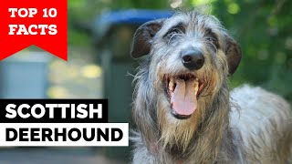 Scottish Deerhound  Top 10 Facts [upl. by Eserrehs]