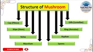 Structure of Mushroom  Fungal Morphology mushroom mycology lecture [upl. by Broome]