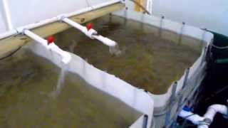 Tilapia Farming At Home  Water Changes [upl. by Irwinn]