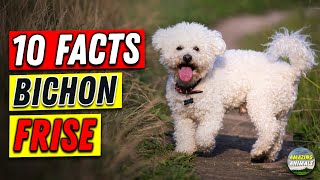 Bichon Frise 101  10 Facts for Owners [upl. by Ominorej]