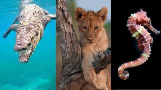 Animales ovíparos vivíparos y ovovivíparos Explicación y EJEMPLOS🐊🦁🦈 [upl. by Nanci142]