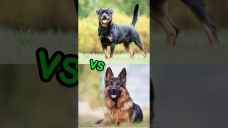 rottweiler vs German shepherd dog pitbull canecorso rottweiler [upl. by Yramliw]