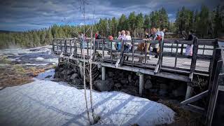 Storforsen 112024 [upl. by Nehemiah]