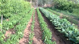 Agriculture biologique en Algérie  chez Mourad [upl. by Gibby]