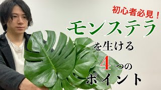 【初心者】モンステラの簡単綺麗な生け方を詳しく解説！！【いけばな】 [upl. by Flight293]