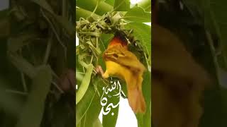 سبحان الله وبحمده [upl. by Tuck]