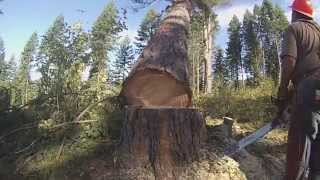 Loggers of Potlatch Part 1 Tree Felling [upl. by Sidnac]