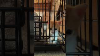 Kitty wants to come play kittenvideos kittenshorts kittenslovers kittyplays cutenessoverload [upl. by Erdah]