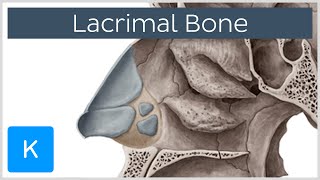 Lacrimal bone  Location amp Structure  Human Anatomy  Kenhub [upl. by Japha568]