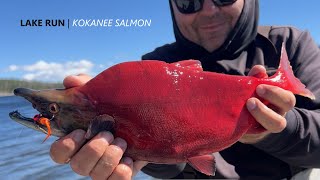 How to CATCH KOKANEE SALMON from Shore Lake Fishing [upl. by Elfrieda]