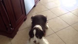 Springer Spaniel Barking [upl. by Anaes]