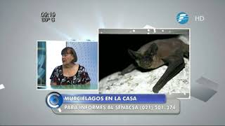 Como eliminar los murciélagos que se instalan en las casas [upl. by Louanna]