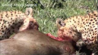 cheetah kill wildebeest [upl. by Analaf]