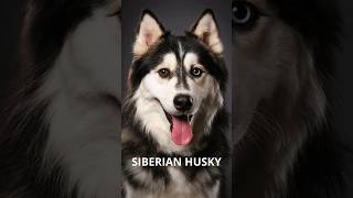 10 Interesting Habits of Siberian Husky  Siberian Husky Dog  Siberian Husky Puppies  PetRevealer [upl. by Nohpets]