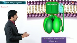 Oxidative phosphorylation Animation  Formation of ATP amp sites of ATP synthesis [upl. by Rubenstein]