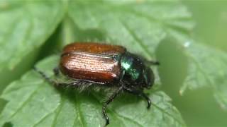 Ein Gartenlaubkäfer sitzt auf einem Blatt Wiesbaden Platte [upl. by Ibby]