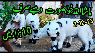 Sheep Kids For Sale cheap sheep  hub chowki bakra mandi 2023  BY NADIR WINDER [upl. by Pascal]