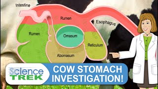 Digestive System Cow Stomach Investigation  Science Trek [upl. by Agostino563]