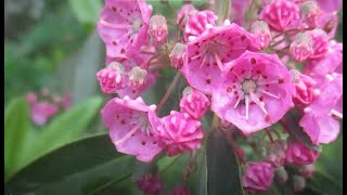 58 fleurs sauvages du début juin au Québec [upl. by Inami]