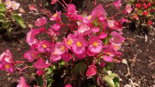 Begonia semperflorens [upl. by Einafit]