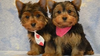 Yorkie Puppies Potty Trained 6 Tips To Housetraining a Yorkshire Terrier Housebreaking a Yorkie [upl. by Gwenette668]