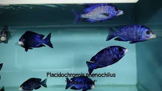 Integral Aquatics Placidochromis phenochilus Mdoka reef [upl. by Swec]