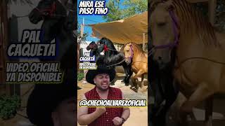 UN TRIO MAGNIFICO PASO FINO corridos colombia popular [upl. by Poirer]