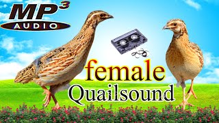 Coturnix quail soundsfemale quail soundsBatair hunting TV [upl. by Ibloc]