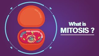 What is Mitosis [upl. by Remy]