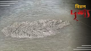 সাধারণত যা দেখা যায় না বিরল এক দৃশ্য । fishing fish viralvideo [upl. by Descombes]