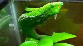 Giant Day Gecko [upl. by Millman]